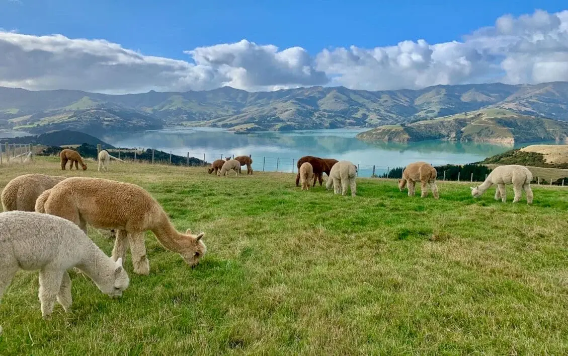 Tham quan trang trại lạc đà Alpaca Shamarra ở Akaroa
