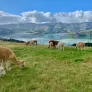 Tham quan trang trại lạc đà Alpaca Shamarra ở Akaroa