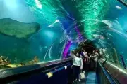 Kelly Tarlton's Sea Life Aquarium - thiên đường đại dương độc đáo bậc nhất - 1