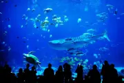 Kelly Tarlton's Sea Life Aquarium - thiên đường đại dương độc đáo bậc nhất - 2