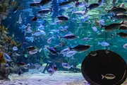 Kelly Tarlton's Sea Life Aquarium - thiên đường đại dương độc đáo bậc nhất - 3