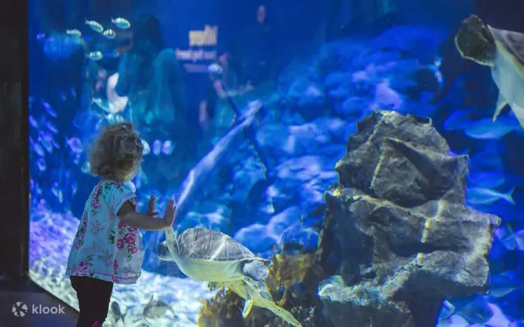Kelly Tarlton's Sea Life Aquarium — thiên đường đại dương độc đáo bậc nhất tại Auckland
