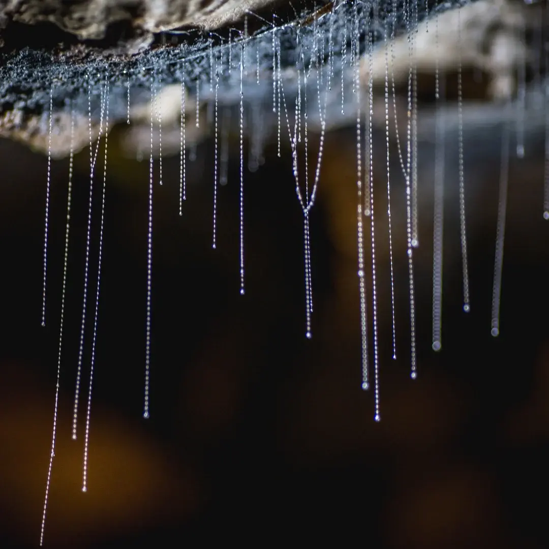 Te Anau Glowworm Caves — hang động kỳ bí được thiên nhiên tạo dựng giữa lòng